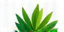 Logo GreenFood